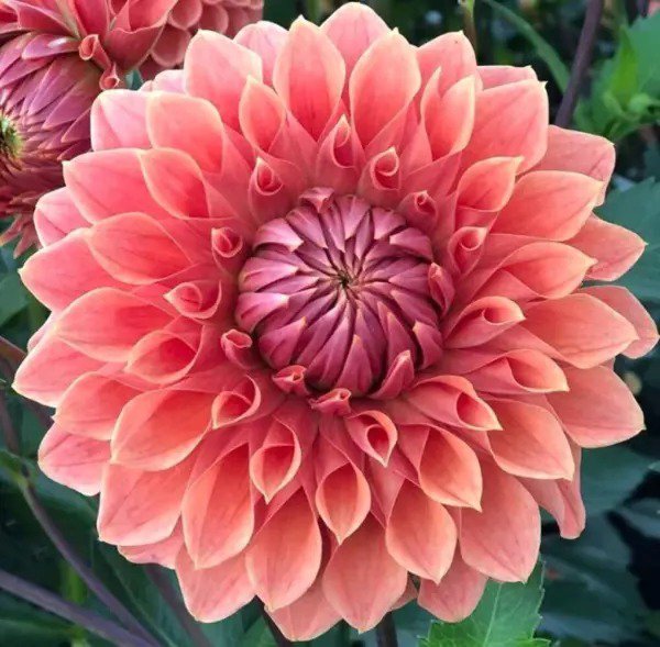 Fresh Rare Mix Colors Dahlia Seeds 100 Pcs Garden