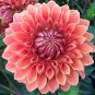 Fresh Rare Mix Colors Dahlia Seeds 100 Pcs Garden