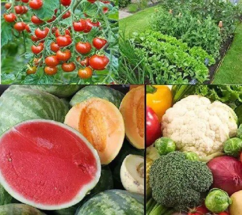 Fresh Fruit And Vegetable Seed Kit 50+ Seeds Each Watermelon Cantelope Toma Garden
