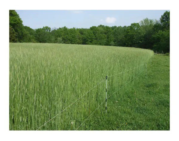 Fresh 10 Lb Wrens Abruzzi Cereal Rye Seed Non Gmo Grain Deer Food Plot Winter Grazing Garden