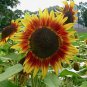 Fresh Dwarf Red Giant Sunflower Seeds (20 Pack) Exotic Red Sunflower Multiple Heads P Garden
