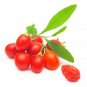 Fresh Goji Berry Seeds To Grow 100+ Seeds Grow An Exotic Fruit Bearing Tree So F Garden