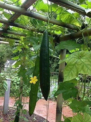 Fresh Loofah Gourd Seeds 20 Seeds Luffa Sponge Gourd Exotic Vegetable Easy To Gr Garden