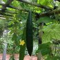 Fresh Loofah Gourd Seeds 20 Seeds Luffa Sponge Gourd Exotic Vegetable Easy To Gr Garden
