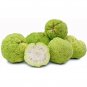 Fresh 10 Hedge Apple Osage Orange Horse Apple Monkey Ball Maclura Pomifera Tree Seeds Garden