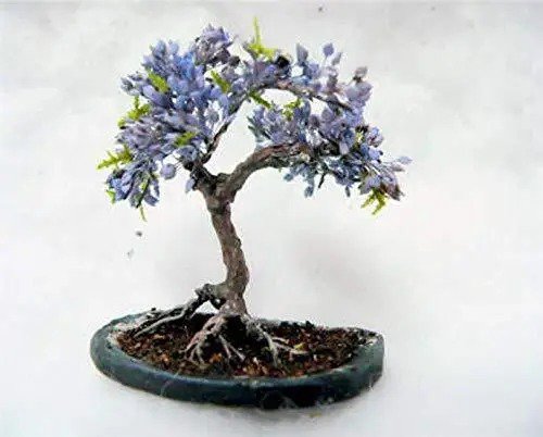 Fresh Blue Jacaranda Tree Seeds (20 Pack) Excellent Bonsai Specimen Exotic Floweri Garden