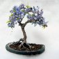 Fresh Blue Jacaranda Tree Seeds (20 Pack) Excellent Bonsai Specimen Exotic Floweri Garden