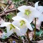 Fresh 24 Seeds Lenten Rose Helleborus Shade Perennial Christmas Rose Seeds Garden