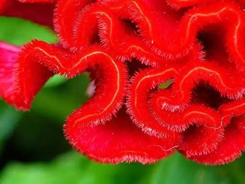 Fresh Cockscomb Seeds 100 Seeds Amazing Flower Made In Usa Celosia Seed Garden