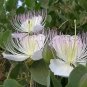 Fresh 20 Caper Bush Edible Capers Flinders Rose Capparis Spinosa Shrub Flower Seeds #S Garden