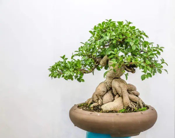 Fresh Ficus Bonsai Tree Seeds To Grow 25+ Seeds Made In Usa Garden