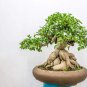 Fresh Ficus Bonsai Tree Seeds To Grow 25+ Seeds Made In Usa Garden