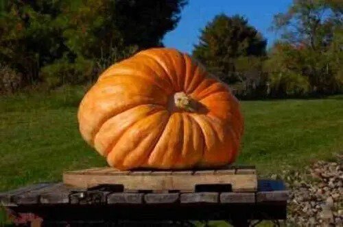 Fresh Bulk Dill'S Atlantic Giant Pumpkin World Record Holder Jocad (70 Seeds) Garden