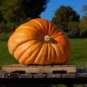 Fresh Bulk Dill'S Atlantic Giant Pumpkin World Record Holder Jocad (70 Seeds) Garden