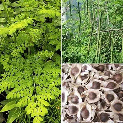 Fresh 30 Organic Moringa Oleifera Drumstick Seeds Non Gmo For Sprouting Planting Coo Garden