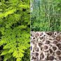 Fresh 30 Organic Moringa Oleifera Drumstick Seeds Non Gmo For Sprouting Planting Coo Garden