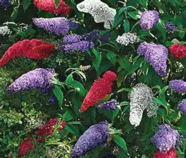 Fresh Multi Color Butterfly Bush Mix Jocad (150 Seeds) Garden
