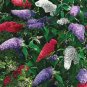 Fresh Multi Color Butterfly Bush Mix Jocad (150 Seeds) Garden