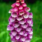 Fresh Seeds4Planting Seeds Foxglove Mix Organic Garden