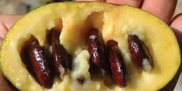 Fresh Organic Paw Paw Seeds Garden