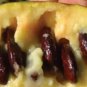 Fresh Organic Paw Paw Seeds Garden