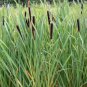 Fresh Cattail (2000 Seeds) This Season'S Harvest From My Own Garden