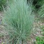 Fresh 500+ Little Bluestem Seeds American Native Grass Bunch Grass Beard Grass Garden