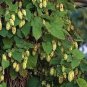 Fresh Humulus Lupulus Saaz Hops Vine Jocad (5 Seeds) Garden