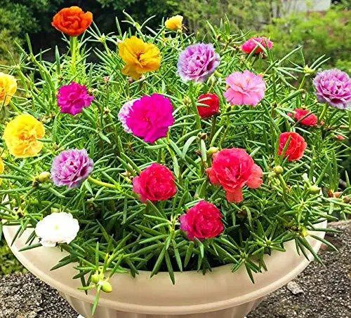 Fresh Kviter Mixed Moss Rose Plant Seed Mix 1000 Seeds Portulaca Grandiflora Flowe Garden