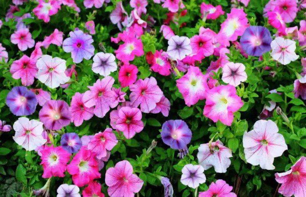 Fresh Greencreator Perennial Flowers Mixed Morning Glory 100 Seeds Climbing Morning Bl Garden