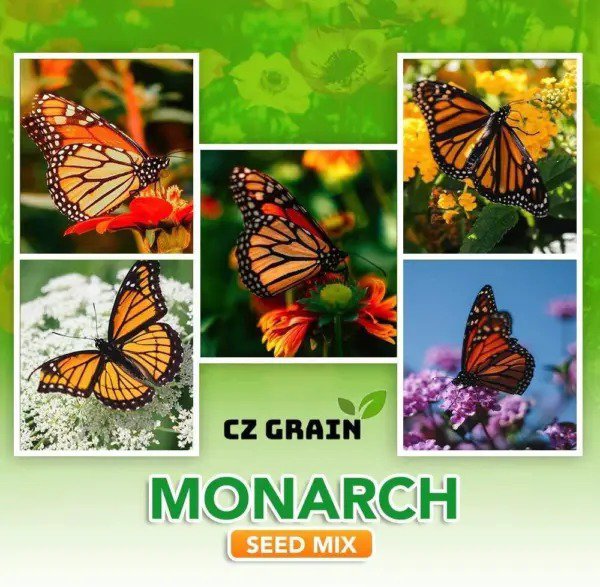 Fresh Monarch Butterfly Seed Kit Annual And Perrenial Wildflowers And Milweed Garden