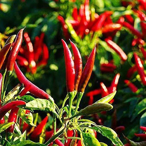 Fresh Greencreator Thai Hot Pepper Seeds 100 Seeds Heirloom Chili Vegetable Garden