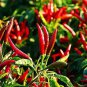Fresh Greencreator Thai Hot Pepper Seeds 100 Seeds Heirloom Chili Vegetable Garden