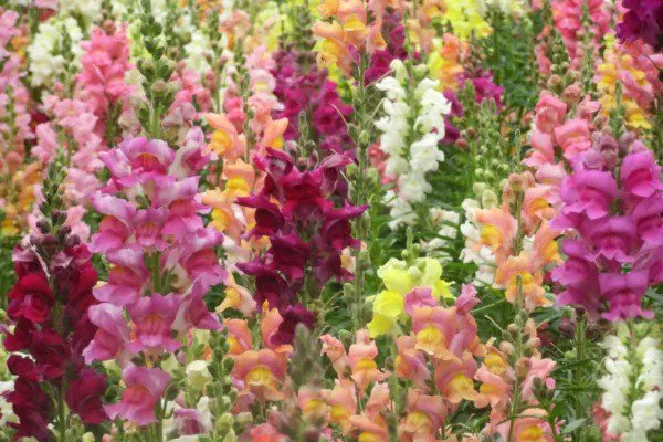 Fresh Greencreator Mixed Snapdragon Dwarf 100 Seeds Pollinator Annual Flowers Seed Pla Garden