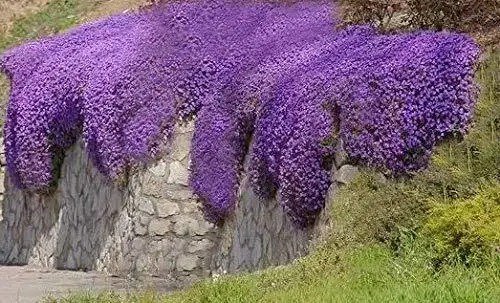 Fresh Greencreator 200 Aubrieta Seeds Cascade Purple Flower Seeds Perennial Rock Cres Garden