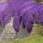 Fresh Greencreator 200 Aubrieta Seeds Cascade Purple Flower Seeds Perennial Rock Cres Garden