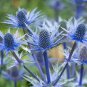 Fresh 25 Blue Thistle Seeds To Plant Rare Swiss Alps Thistle Garden