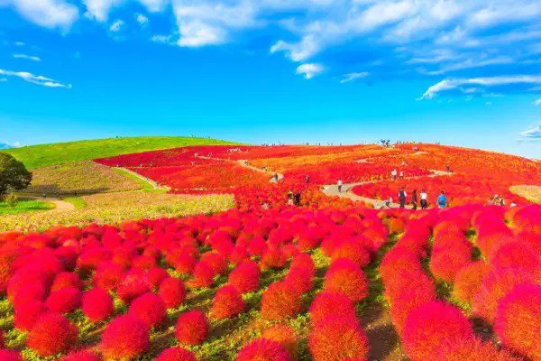 Fresh 50 Red Kochia Seeds Grow Exotic Mexican Fire Plant Summer Cypress Garden