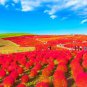 Fresh 50 Red Kochia Seeds Grow Exotic Mexican Fire Plant Summer Cypress Garden