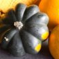 Fresh Giant Acorn Squash 50+ Seeds Table Squash Delicious And Nutritious Made I Garden