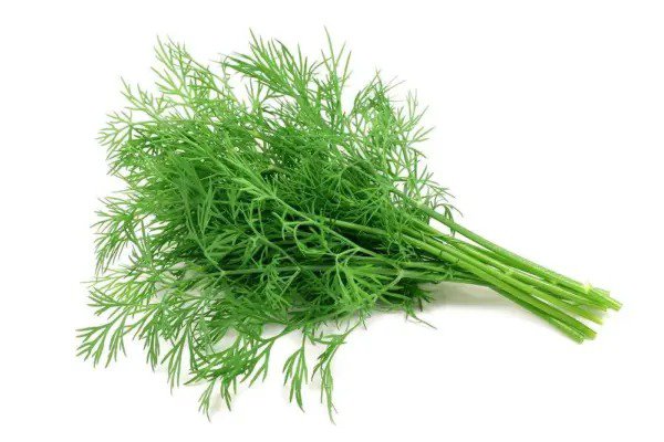 Fresh Dill Seeds 200+ Seeds Grow This Tasty Herb In Your Garden