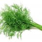 Fresh Dill Seeds 200+ Seeds Grow This Tasty Herb In Your Garden