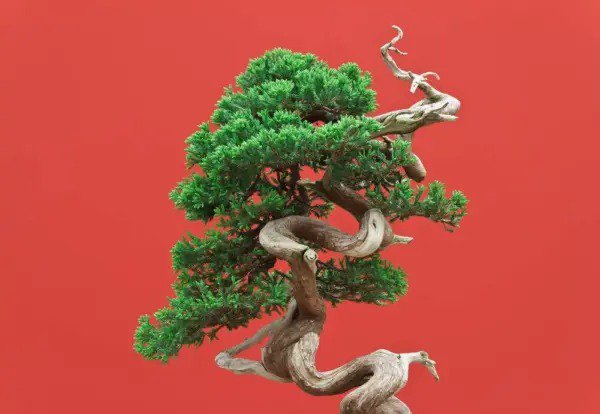 Fresh Black Spruce Bonsai Tree Seeds For Planting 20 Seeds Popular Coniferous Tree Garden