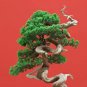 Fresh Black Spruce Bonsai Tree Seeds For Planting 20 Seeds Popular Coniferous Tree Garden