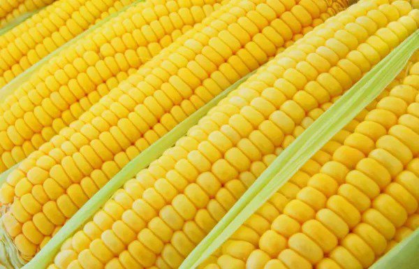 Fresh 100+ Incredible Corn Seeds Grow Tasty Sweet Corn Big Yielder Garden