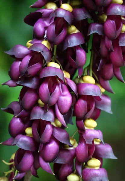 Mucuna cyclocarpa, Purple Jade Vine; Seeds main image 1