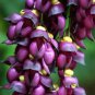 Fresh Climbing Jade Vine Seeds To Plant 2 Big Healthy Seeds Mucuna Sempervirens Se Garden