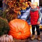 Fresh Big Max Pumpkin Seeds 20 Seeds Prized For Being Giant And Symmetrical Great Garden