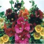 Fresh Hollyhock Seeds For Planting Mixed Colors 100+ Seeds Long Blooming Period I Garden