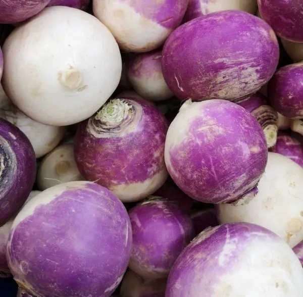 Fresh Turnip Seeds For Planting Purple Top Turnip Seeds Non Gmo & Heirloom Plant Garden